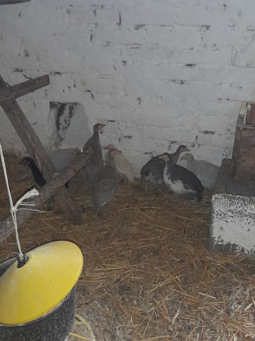 Gęsi landes, białe, indyczki, perliczki