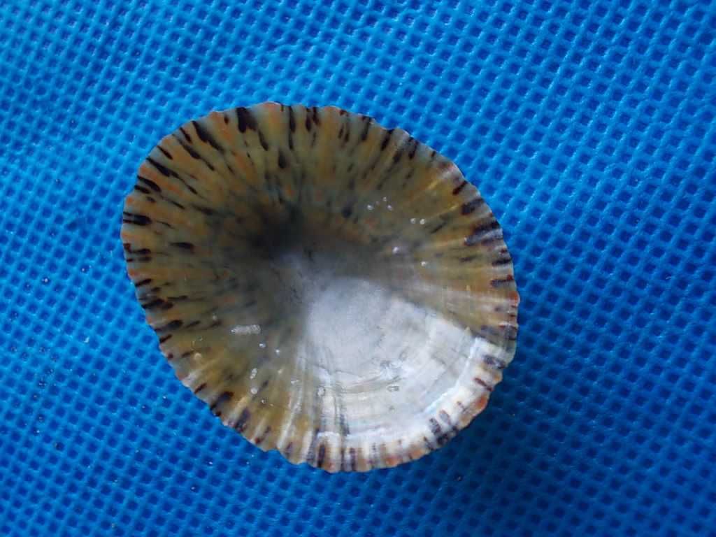 Muszle morskie- Cellana tramoserica