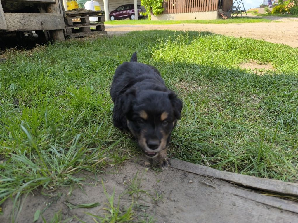 Border collie mix