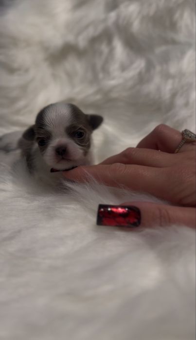 Uroczy, LILIOWY Chihuahua mini - długowłosy