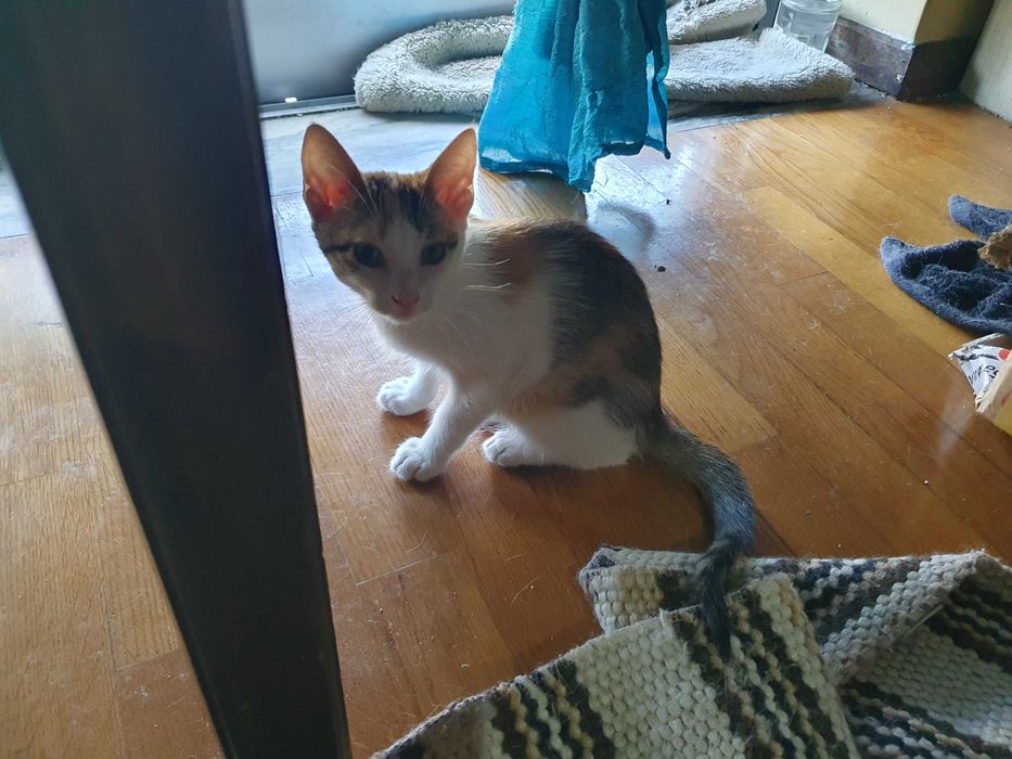 Gatinhos bébés para adopção