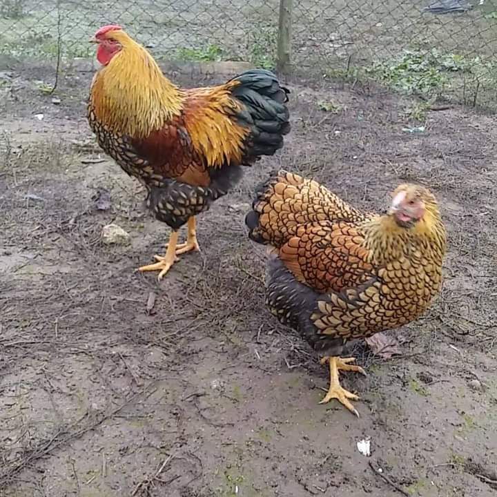 Kury ozdobne, australorp, marans, aracuana, wyandotty