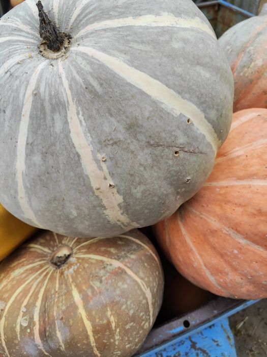 Гарбуз  продам ..