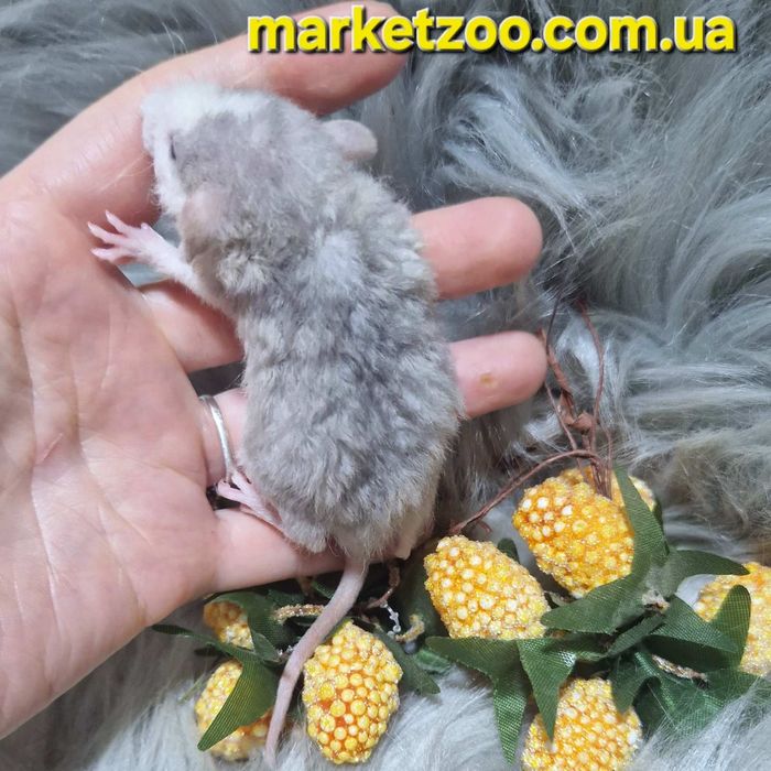 Ексклюзивний щурик Дамбо Рекс – рідкісний "Блакитний Хаскі" з кучеряво