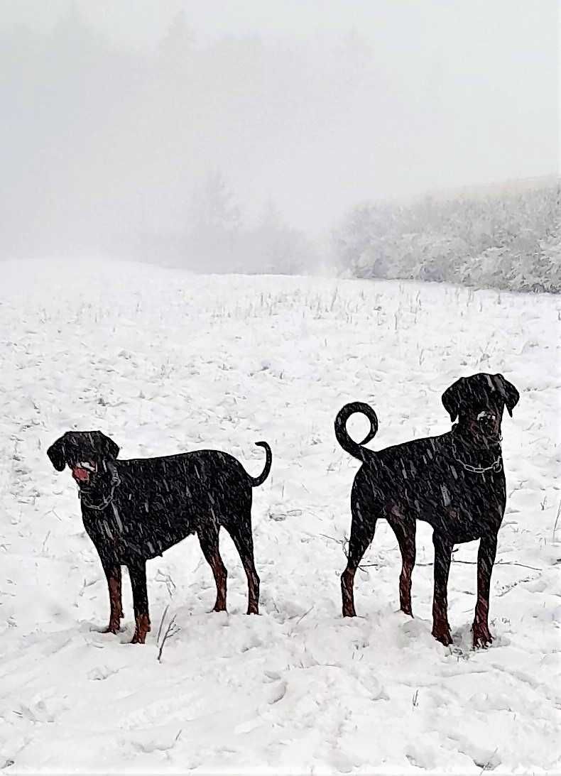 Doberman. Osowa przy Auchan Spacerowa zaginął Doberman