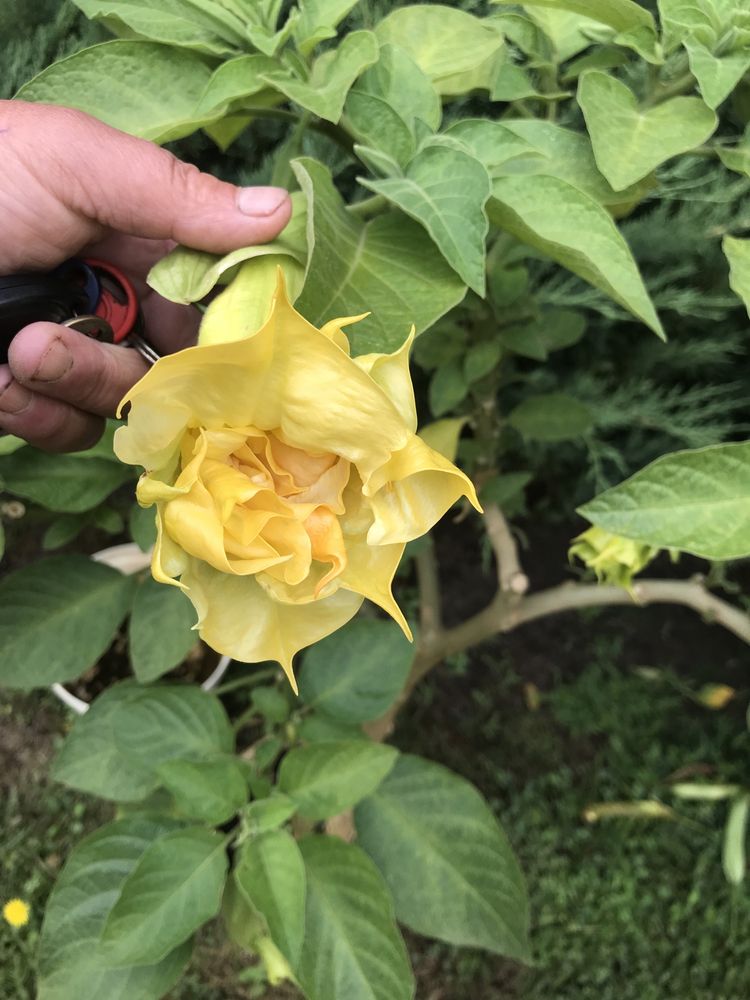 Datura -brukmansja rozowa pelna