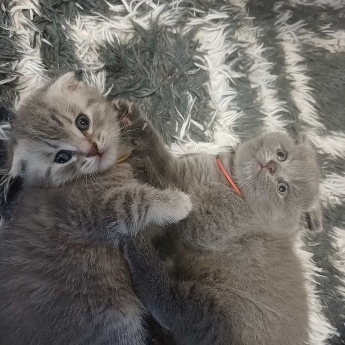 Шотландські котенята