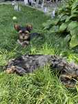 Yorkshire terrier mini