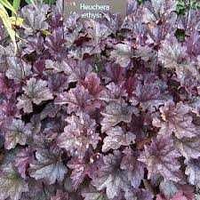 Гейхера різні за величиною кущики