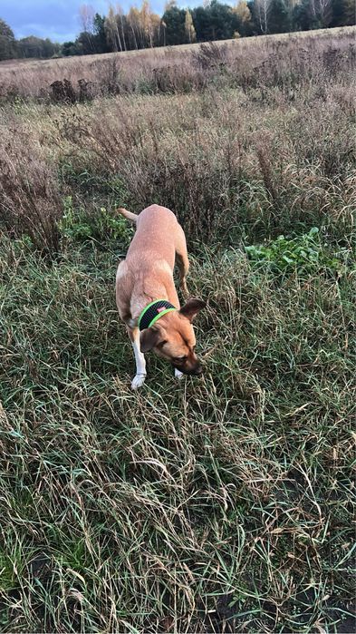Pies rasy blackmouth cur