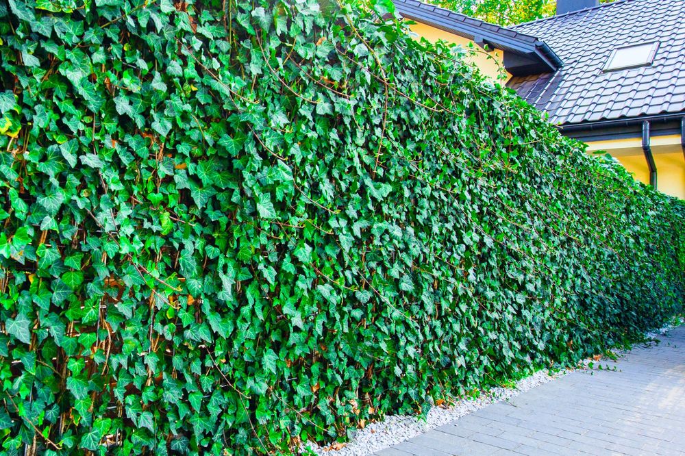 Odpowietrzanie systemów nawadniania • Pielęgnacja • Budowa ogrodów