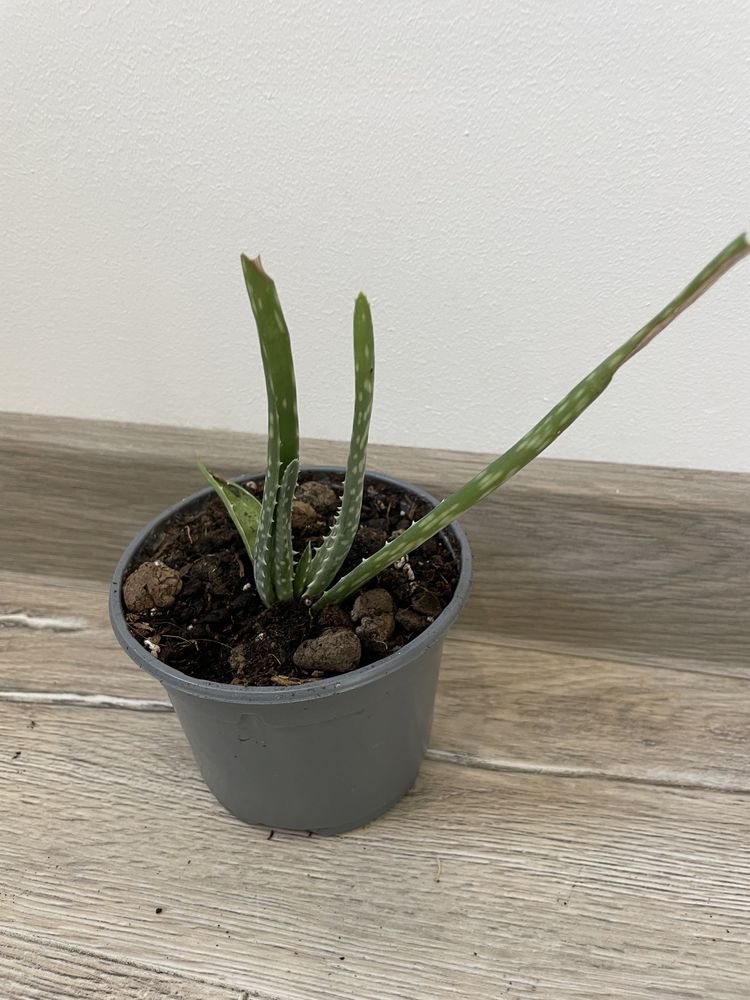 Aloes zwyczajny Aloe Vera sadzonka wysyłka