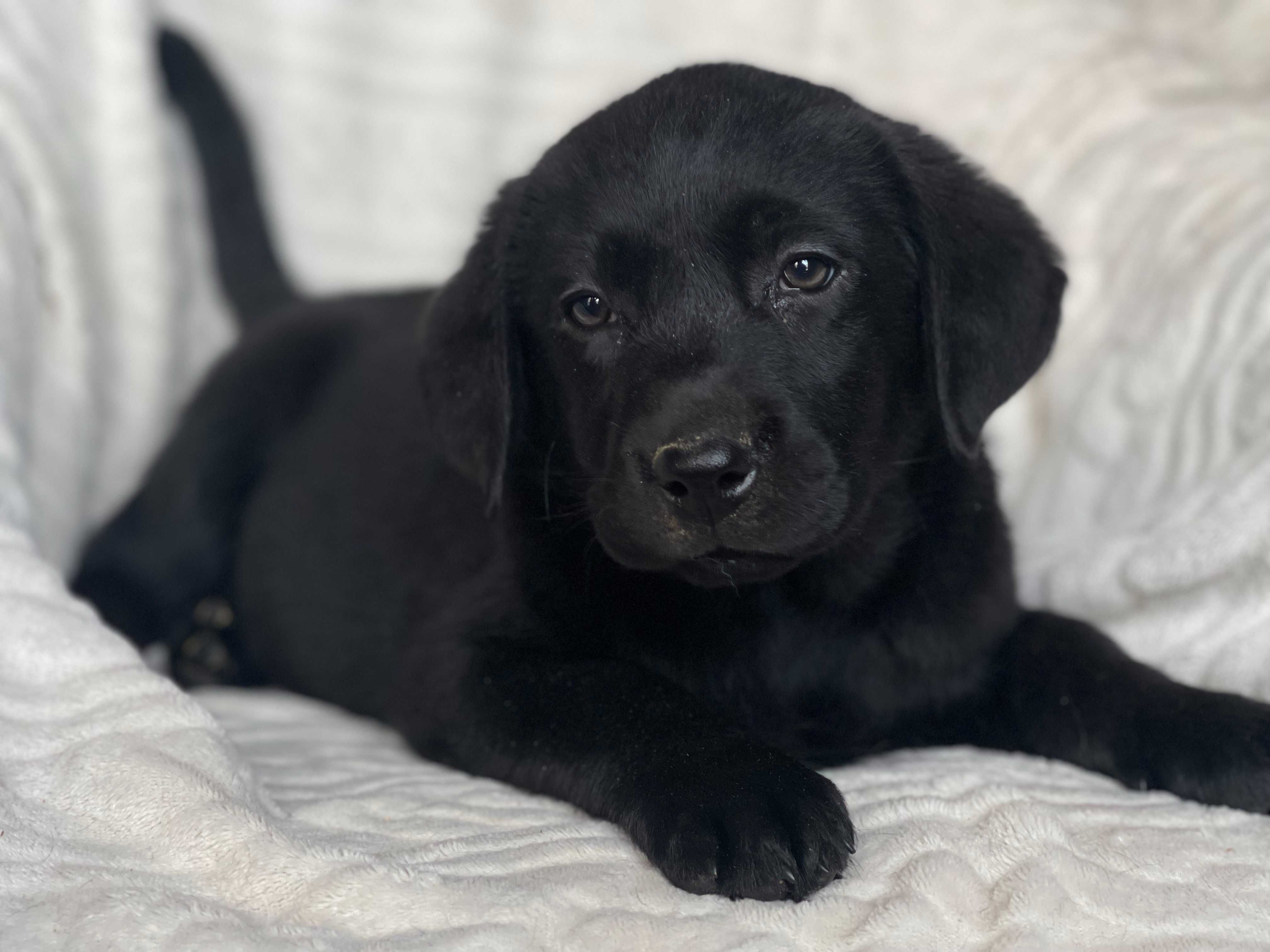 Labrador retriever, labradory czarny piesek ZKwP ,FCI