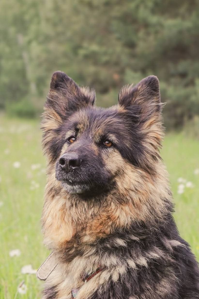 Piękny owczarek niemiecki Ksena długowłosa do adopcji