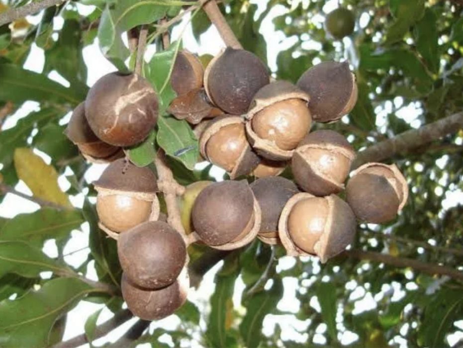 Macadamia arvore