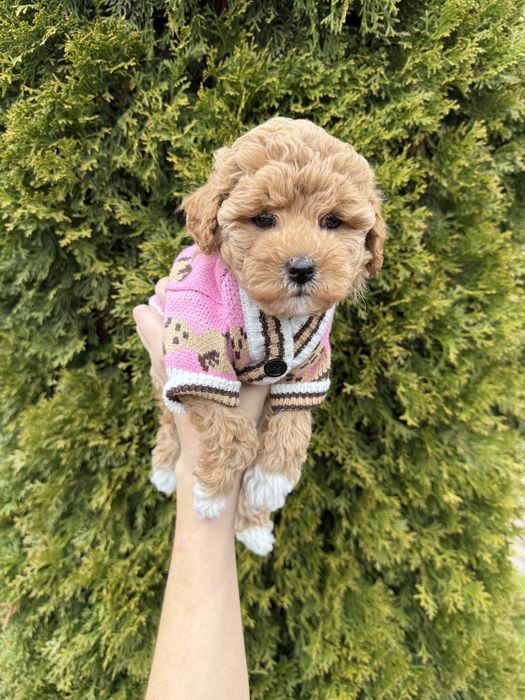 Карамельки мальтіпу чіповані