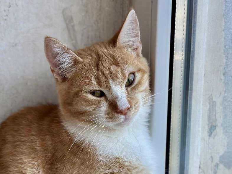 Кошеня Фенікс шукає дім