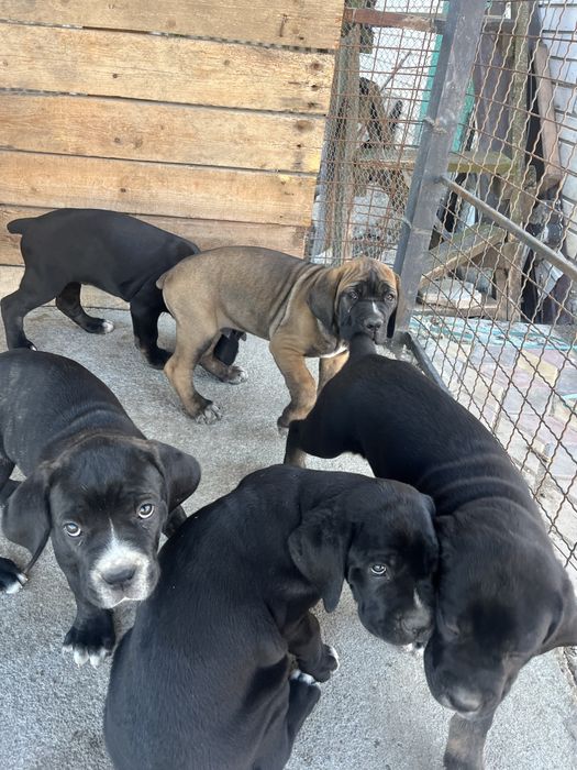 Цуценята cane corso