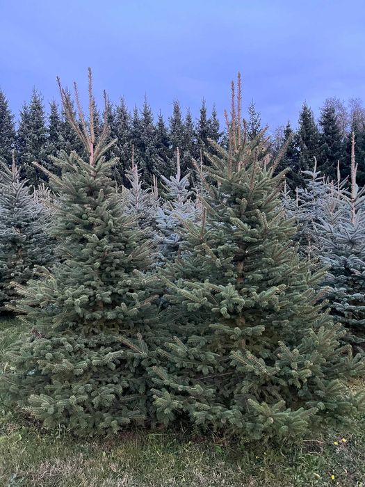 Świerki, choinki z przydomowej plantacji. Hurt