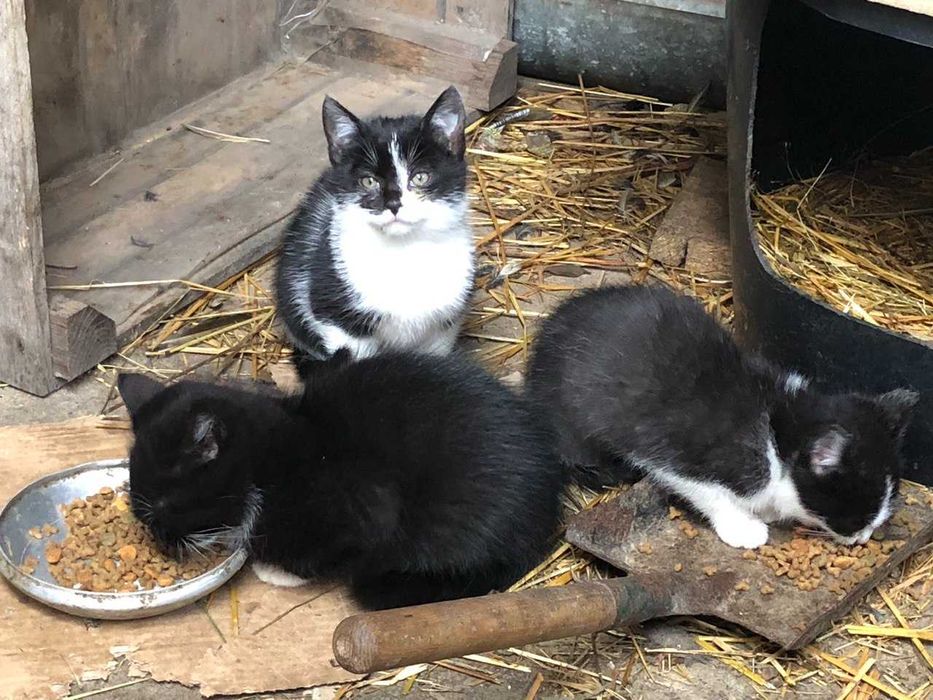 Oddam kotki w dobre ręce_Przerośl_okolice Suwałk