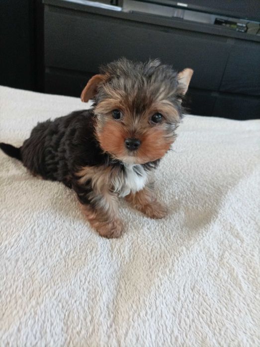 Piesek york terrier