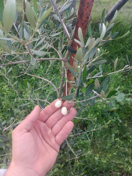 Azeitona branca (olea leucocarpa)