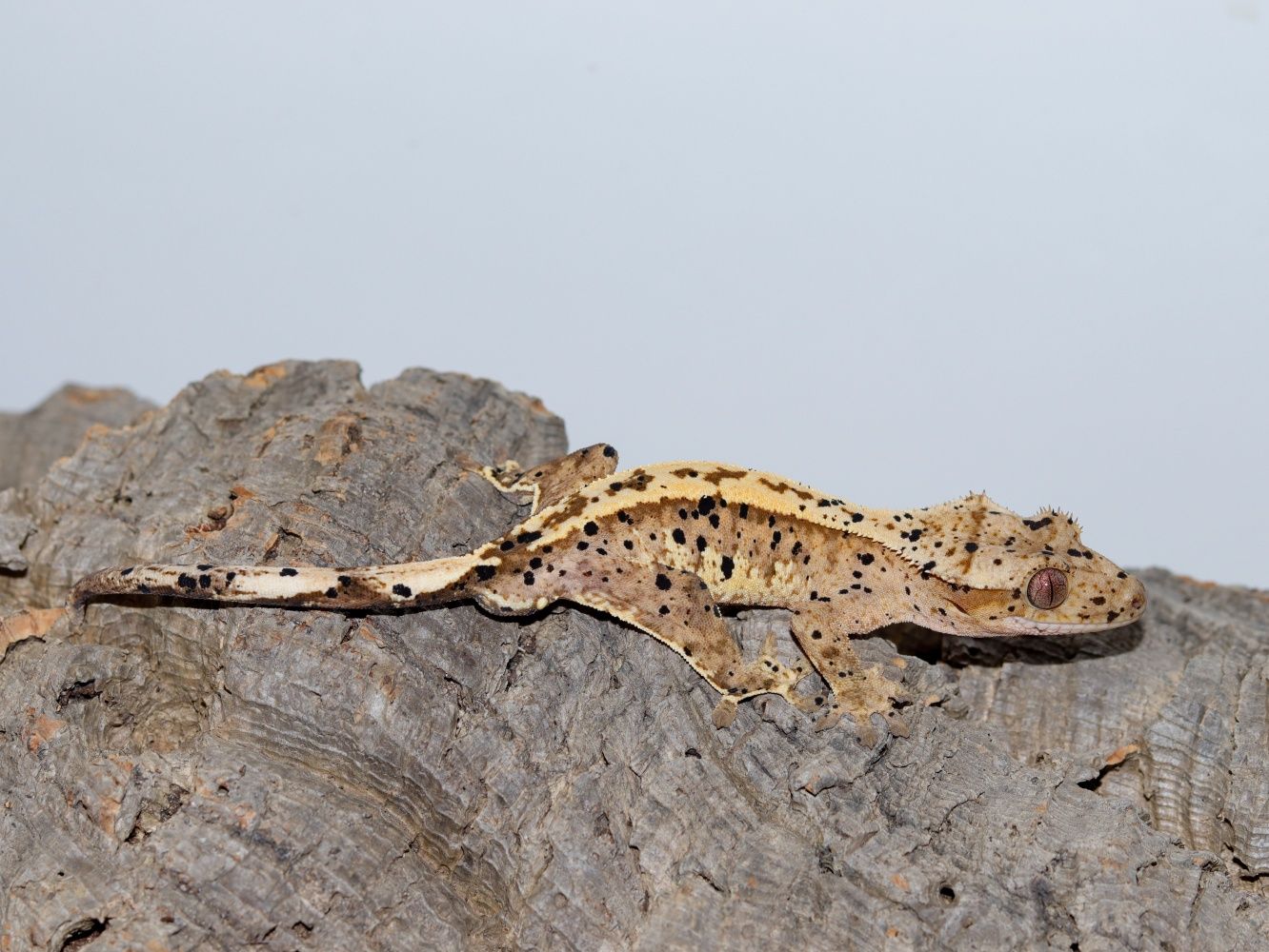 Młody samiec gekona orzęsionego superdalmatian
