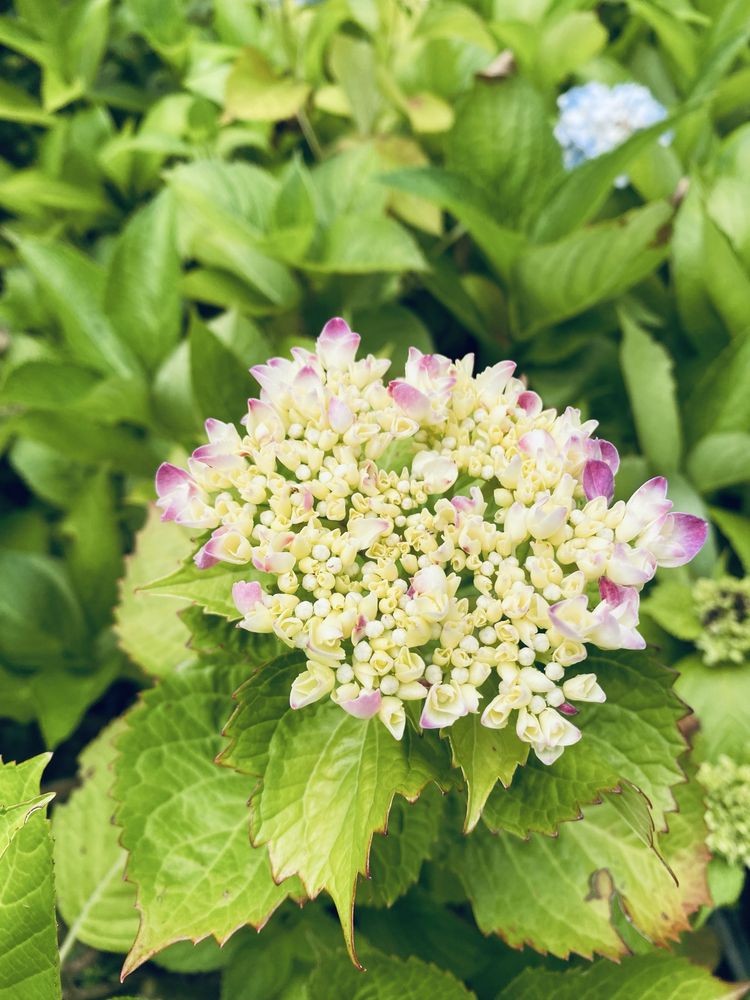 Hortensias/hidrangeas mix ja com flor