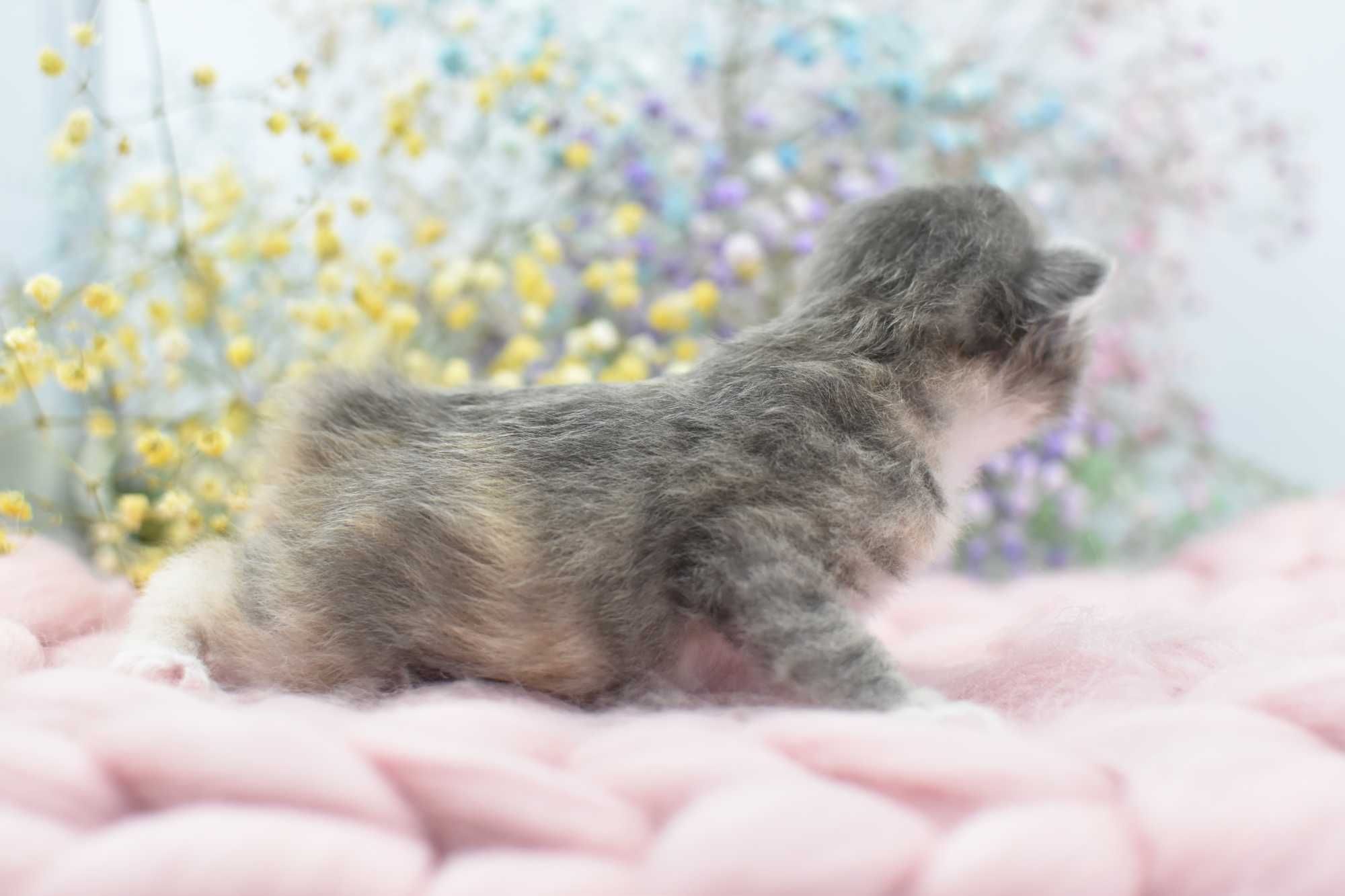 Kurylski Bobtail- Kocięta Rodowód FIFE/FPL- Hodowla Dynastia Kuryla*PL