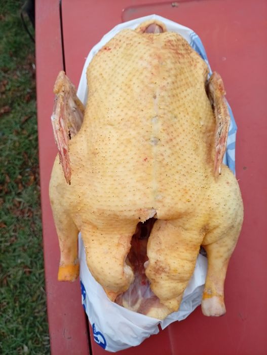 Домашние утки тушки