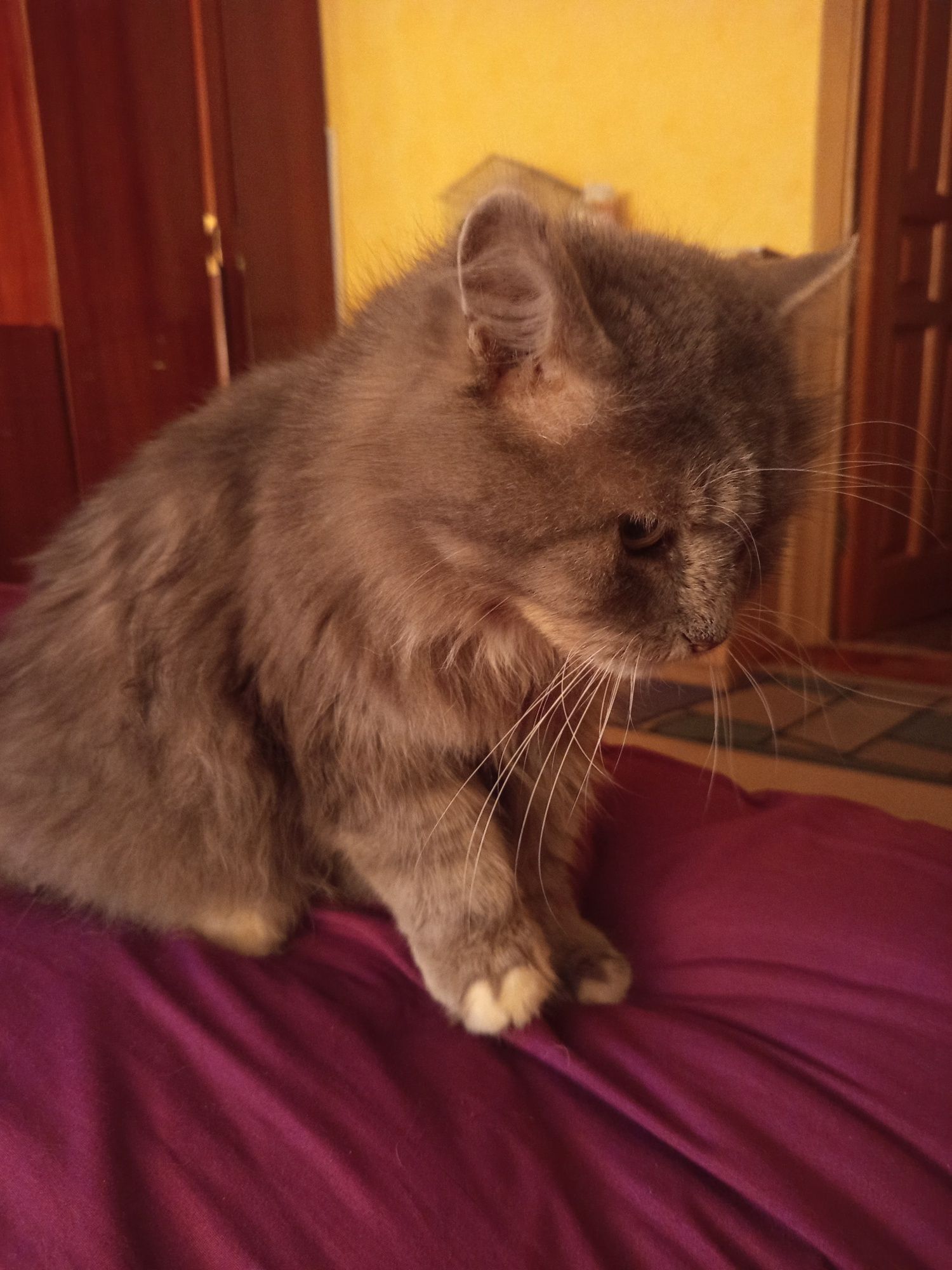 Отдам кота (3 года)/Віддам кота (3 років)