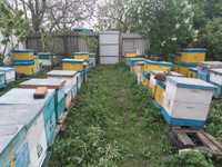 Бджолопакети, бджоли, пчели, пчелопакети