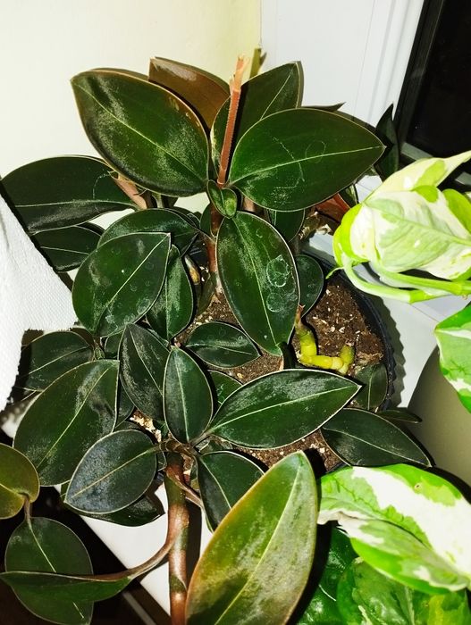 Storczyki jubilerskie, Jewel orchid