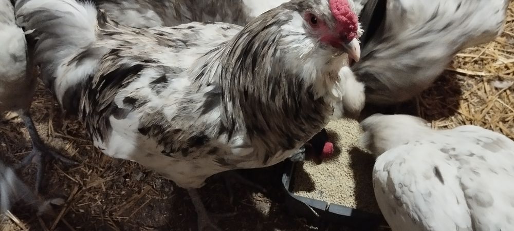 Півні Амераукана