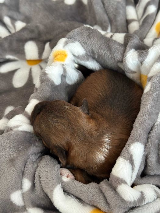 [REZERWACJA] Cudny Hawańczyk CZAKI :)