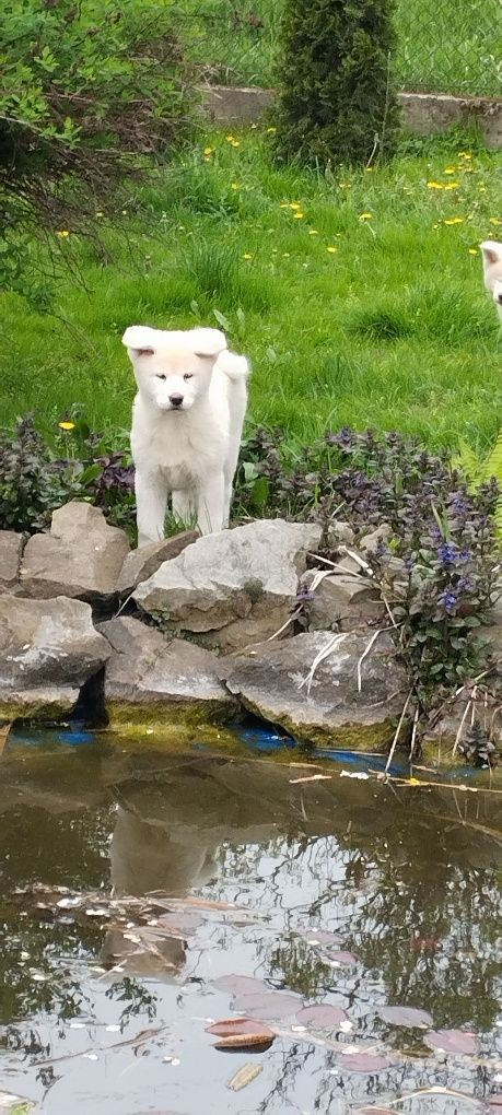 Akita Inu Piesek