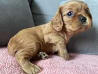 Cavalier King Charles Spaniel