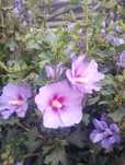 Sadzonki hibiskusa