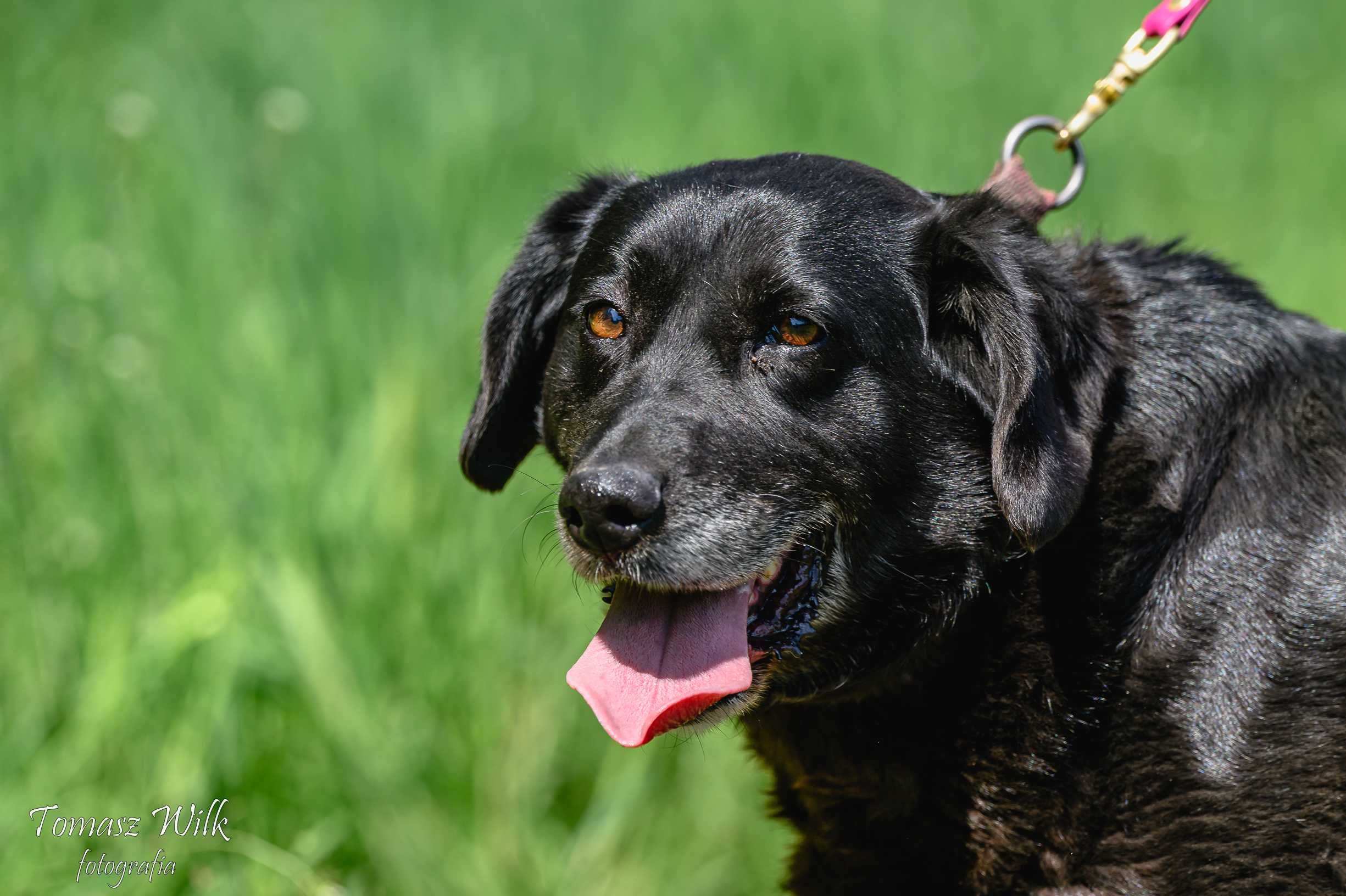 Starsza labradorka szuka domu!