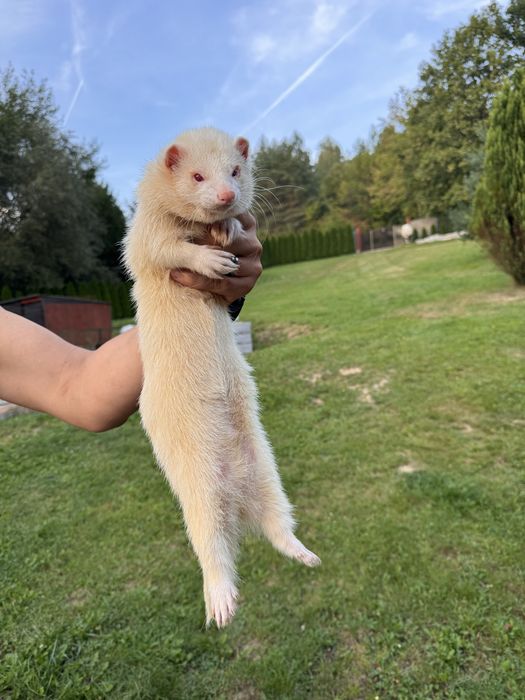 Fretka - albino samiec