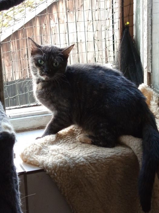 Młoda Dymka szuka domku