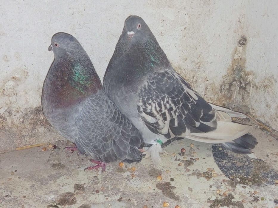 Gołębie ozdobne Mikołajewskie