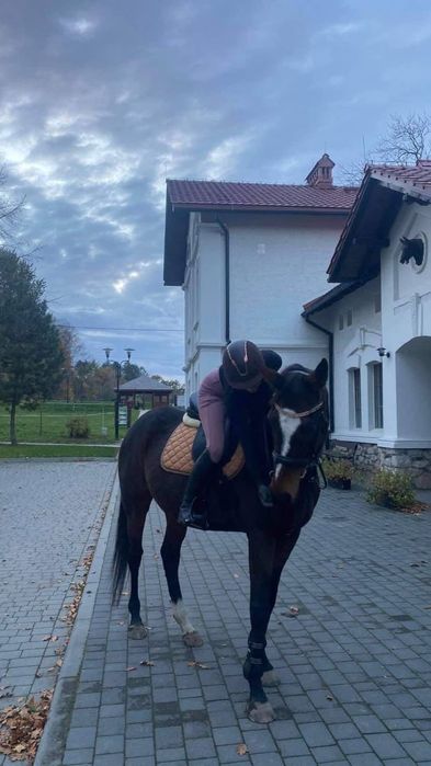 Klacz pełnej krwi angielskiej