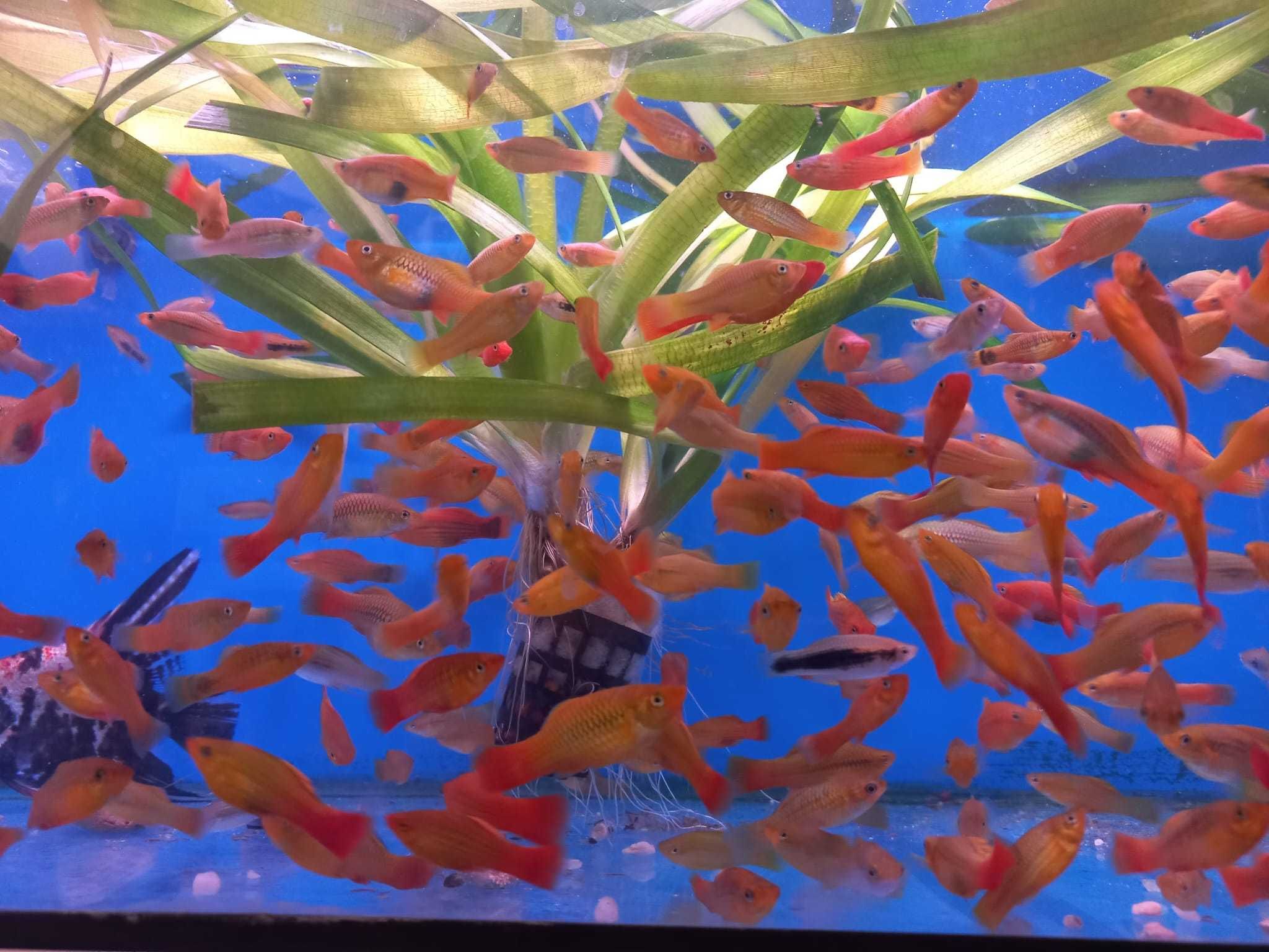 Planta de aquário em vaso XXL - Vallisneria gigantea