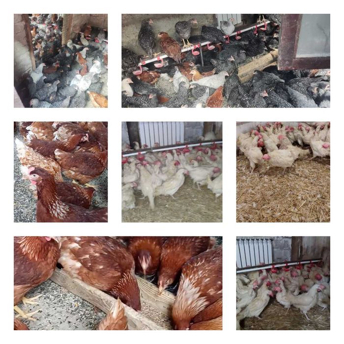 Продам кури несушки! Доставка безкоштовна. Любар