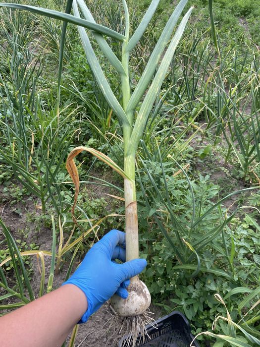 Czosnek harnaś duzy