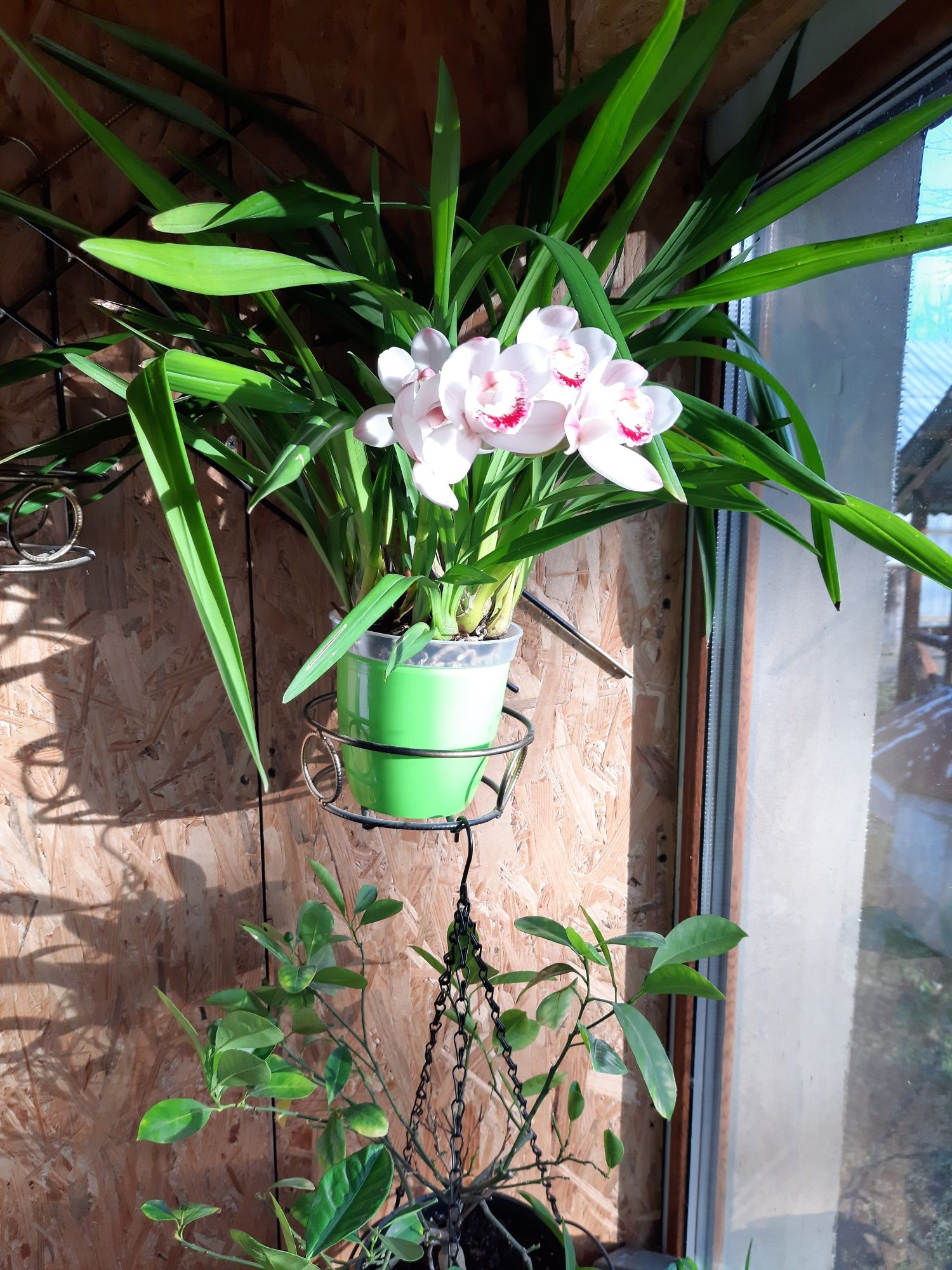 Орхідея цимбідіум