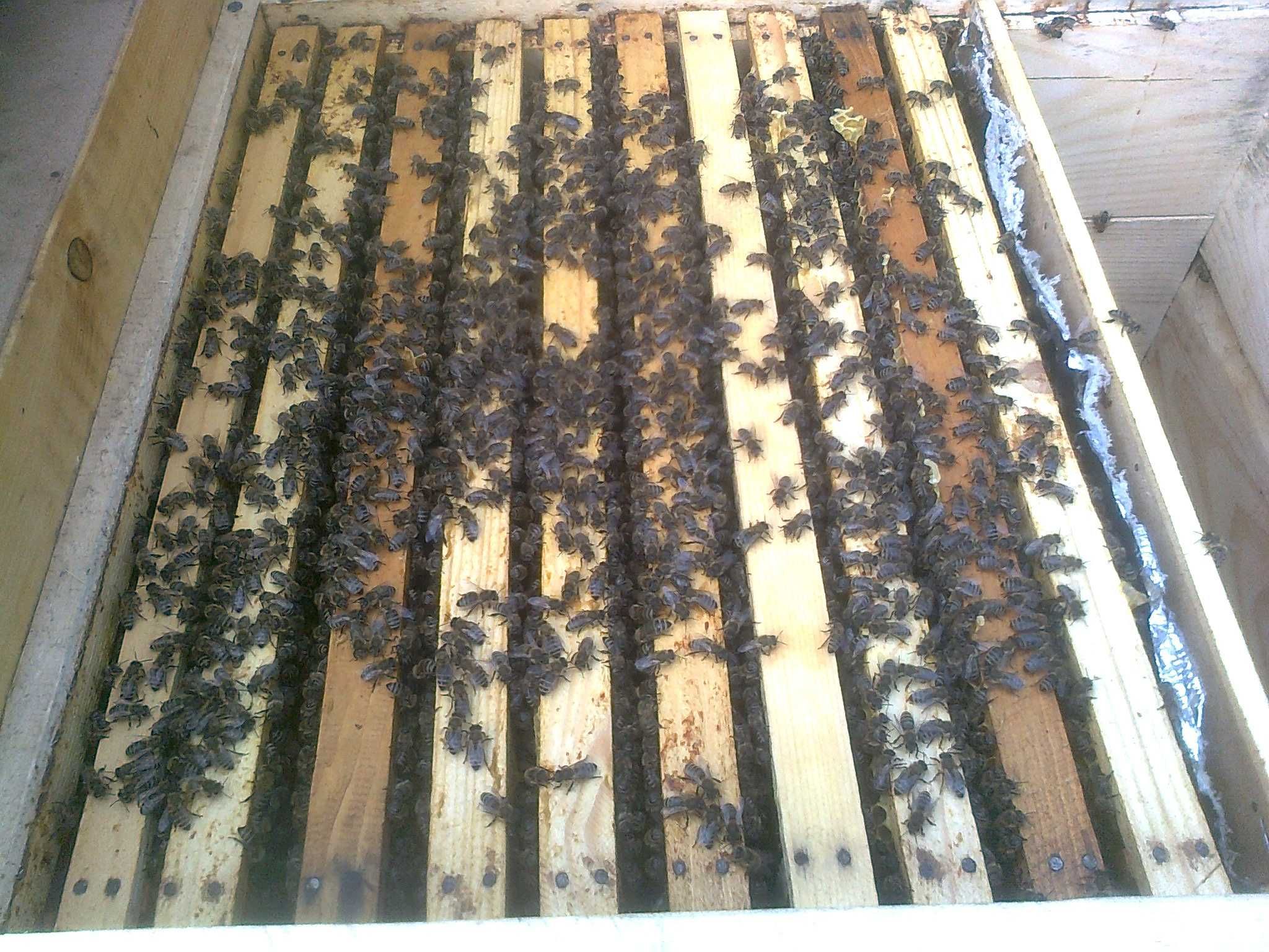 Бджолосім"ї, пчелосемьи