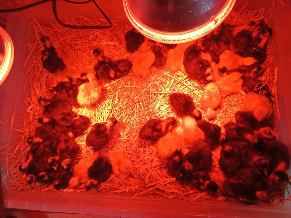 Pintos pedrês/amarelos/brancos