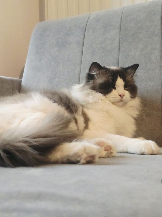 Kociak rasy ragdoll
